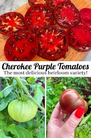 Afbeeldingsresultaat voor cherokee purple tomato