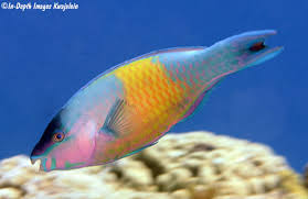 Image result for Scarus psittacus