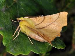 Attēlu rezultāti vaicājumam “Ennomos alniaria”