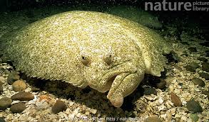 Image result for Scophthalmus maximus