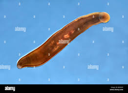 Attēlu rezultāti vaicājumam “Haemopis sanguisuga”