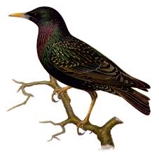 Attēlu rezultāti vaicājumam “Sturnus vulgaris”
