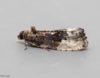 Attēlu rezultāti vaicājumam “Hedya nubiferana”