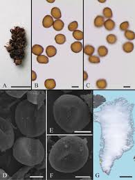 Attēlu rezultāti vaicājumam “Sphacelotheca hydropiperis”