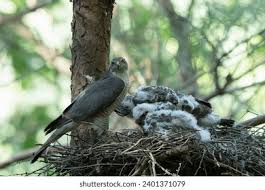 Attēlu rezultāti vaicājumam “Accipiter gentilis nest”