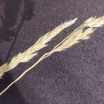 Attēlu rezultāti vaicājumam “Corynephorus canescens fruit”