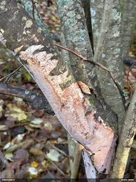 Attēlu rezultāti vaicājumam “Vuilleminia comedens”