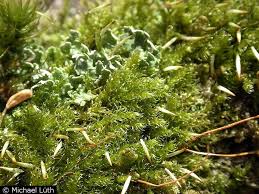 Attēlu rezultāti vaicājumam “Hypnum pallescens”