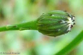 Attēlu rezultāti vaicājumam “Hypochaeris radicata bud”