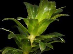 Attēlu rezultāti vaicājumam “Hydrilla verticillata leaf”