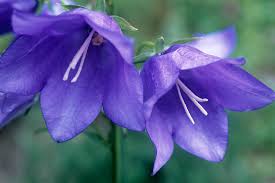Image result for Campanula persicifolia
