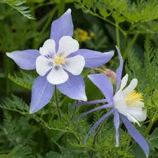 Image result for Aquilegia caerulea