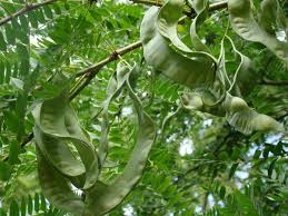 Attēlu rezultāti vaicājumam “Gleditsia triacanthos fruit”
