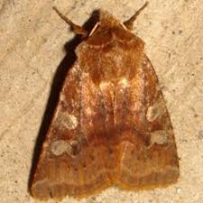 Attēlu rezultāti vaicājumam “Cerastis leucographa”