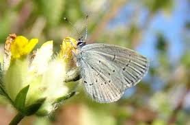 Attēlu rezultāti vaicājumam “Cupido minimus female”