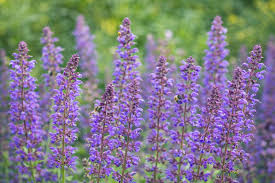 Attēlu rezultāti vaicājumam “Salvia nemorosa leaf”