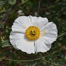 Image result for Romneya coulteri