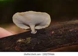 Attēlu rezultāti vaicājumam “Polyporus varius”