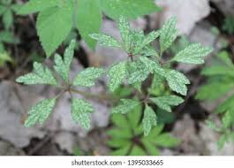 Attēlu rezultāti vaicājumam “Ochropsora ariae spores”