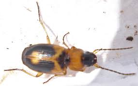 Attēlu rezultāti vaicājumam “Badister bullatus”