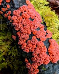 Attēlu rezultāti vaicājumam “Peniophora rufa”