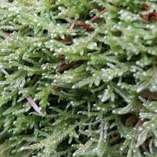 Attēlu rezultāti vaicājumam “Hypnum jutlandicum”