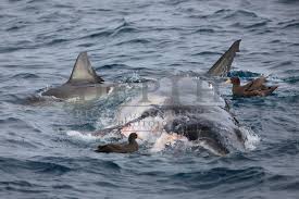 Image result for Carcharodon carcharias