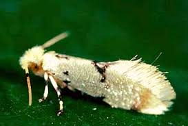 Attēlu rezultāti vaicājumam “Micropterigidae”