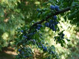 Attēlu rezultāti vaicājumam “Prunus domestica subsp. insitita”