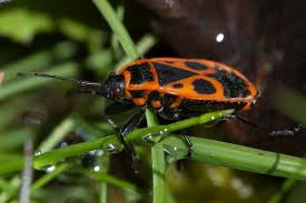 Attēlu rezultāti vaicājumam “Pyrrhocoris apterus”