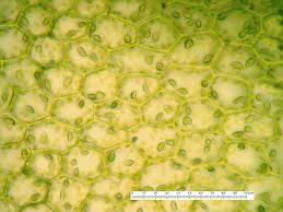 Attēlu rezultāti vaicājumam “Chiloscyphus polyanthos”