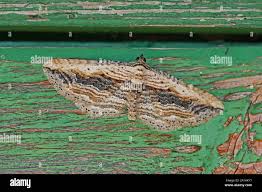 Attēlu rezultāti vaicājumam “Horisme vitalbata”