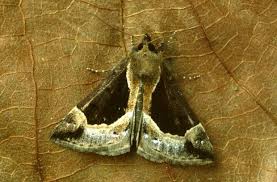 Attēlu rezultāti vaicājumam “Hypena crassalis”