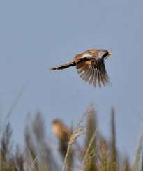 Attēlu rezultāti vaicājumam “Panurus biarmicus male”