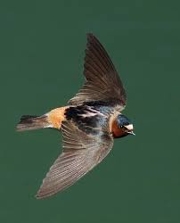 Image result for Petrochelidon pyrrhonota