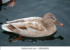 Attēlu rezultāti vaicājumam “Anas platyrhynchos female”