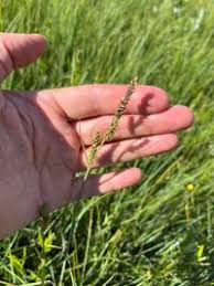 Attēlu rezultāti vaicājumam “Carex hartmanii”