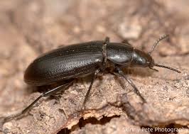 Attēlu rezultāti vaicājumam “Tenebrionidae”