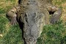 Alligator or Crocodile