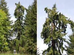 Attēlu rezultāti vaicājumam “Pseudotsuga menziesii”