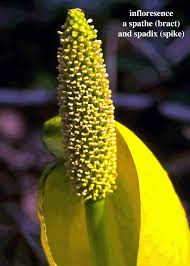 Attēlu rezultāti vaicājumam “Araceae”
