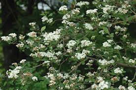 Attēlu rezultāti vaicājumam “Crataegus douglasii”