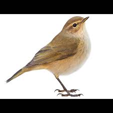 Attēlu rezultāti vaicājumam “Phylloscopus collybita adult”