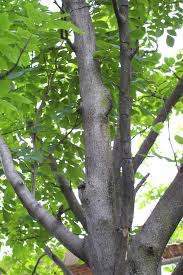 Attēlu rezultāti vaicājumam “Cladrastis kentukea leaf”