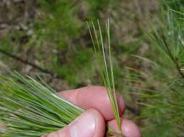 Attēlu rezultāti vaicājumam “Pinus strobus fruit”