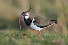 Attēlu rezultāti vaicājumam “Vanellus vanellus”