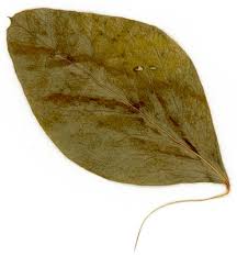 Attēlu rezultāti vaicājumam “Pisum sativum leaf”