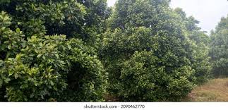 Attēlu rezultāti vaicājumam “Chaerophyllum aromaticum fruit”