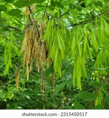 Attēlu rezultāti vaicājumam “Fraxinus pennsylvanica fruit”