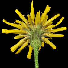 Attēlu rezultāti vaicājumam “Hieracium umbellatum bud”
